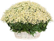 Цветочная композиция из Ромашки в корзине #REPLACE_PRED# Митрополье